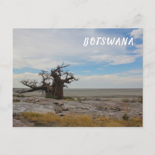 Carte Postale Kubu Island Baobab Tree Baobabs Botswana Scenery (Devant)