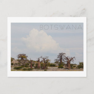 Carte Postale Kubu Island Baobab Tree Baobabs Botswana Scenery