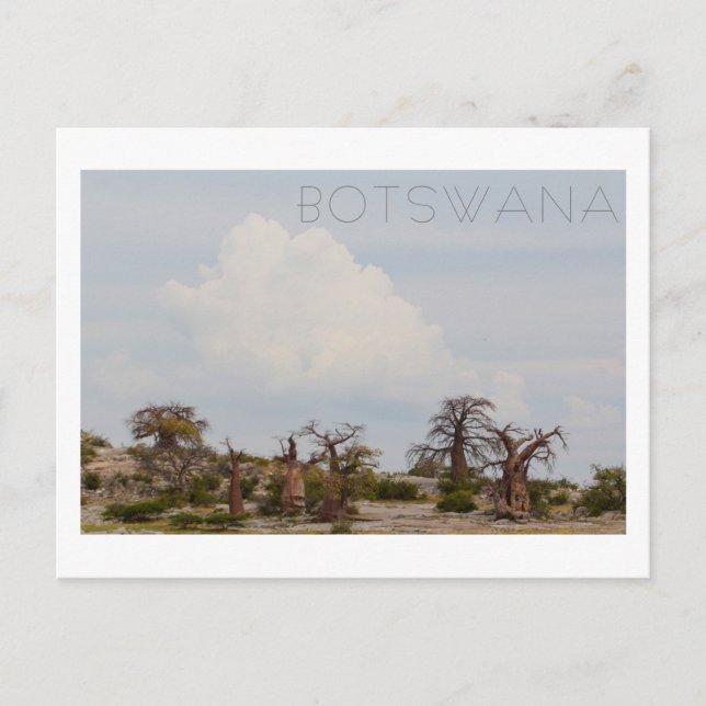 Carte Postale Kubu Island Baobab Tree Baobabs Botswana Scenery (Devant)