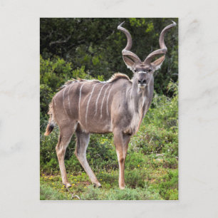 Carte Postale Kudu.