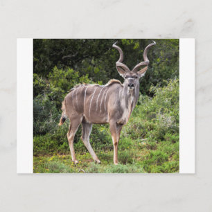 Carte Postale Kudu.