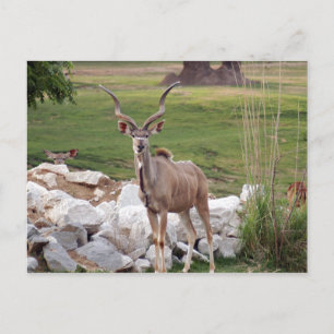 Carte Postale kudu-supérieur-6
