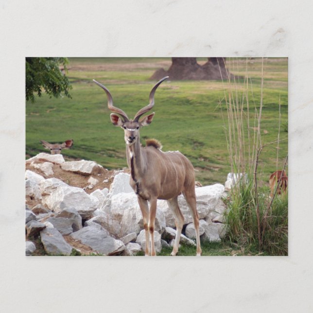 Carte Postale kudu-supérieur-6 (Devant)