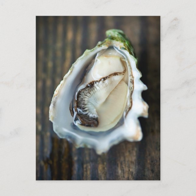 Carte postale Kumamoto Oyster (Devant)