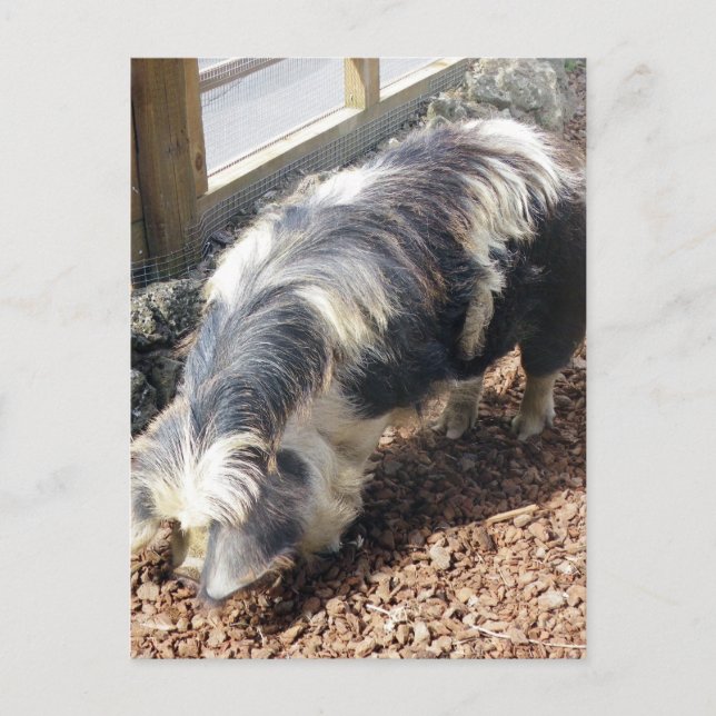 Carte Postale Kunekune Pig (Devant)