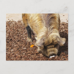 Carte Postale Kunekune Pig