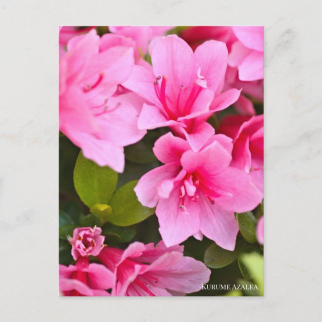Carte Postale Kurume Azalea (Devant)
