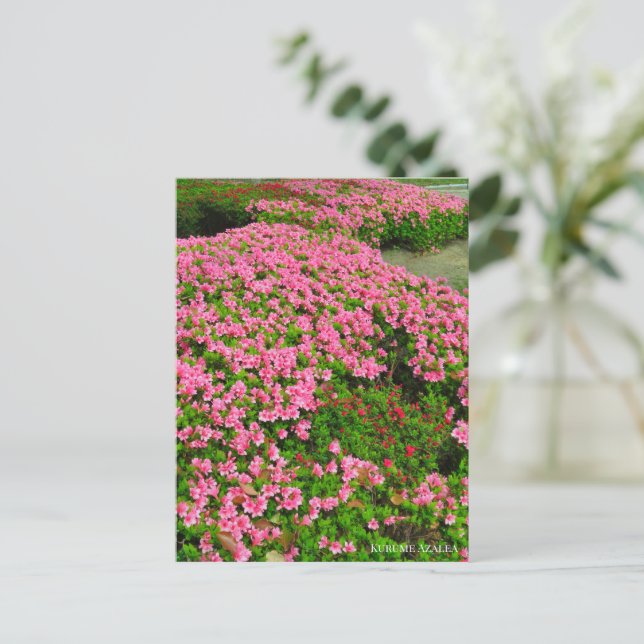 Carte Postale Kurume Azalea (Debout devant)