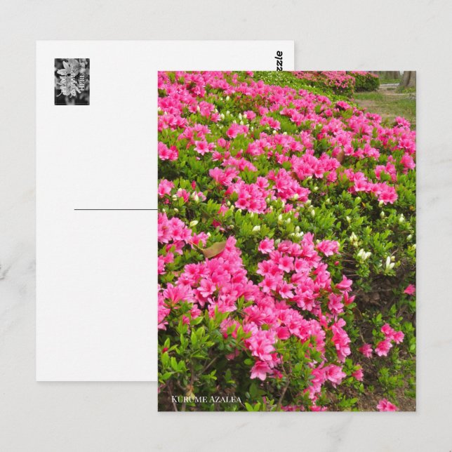 Carte Postale Kurume Azalea (Devant / Derrière)