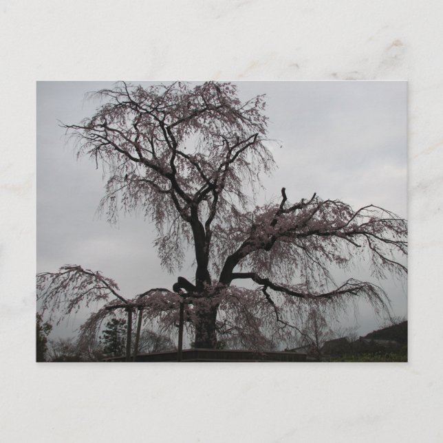 Carte Postale Kyoto Sakura Tree, Japon (Devant)