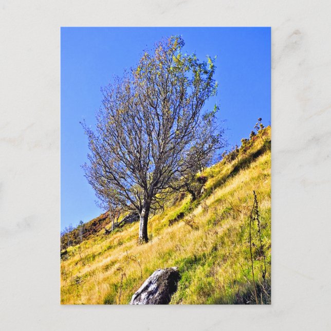 CARTE POSTALE L0NE TREE (Devant)