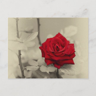 Carte Postale _L0S7918.jpg