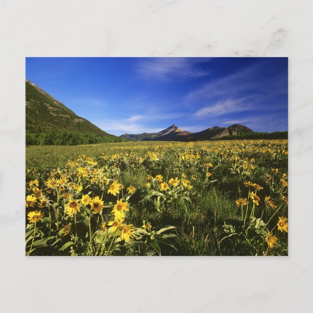Carte Postale La balsamite à feuilles sagittées couvre la prairi (Devant)