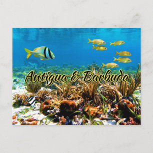 Carte Postale La barrière de corail d'Antigua et Barbuda