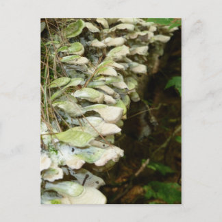 Carte Postale La beauté dans les bois