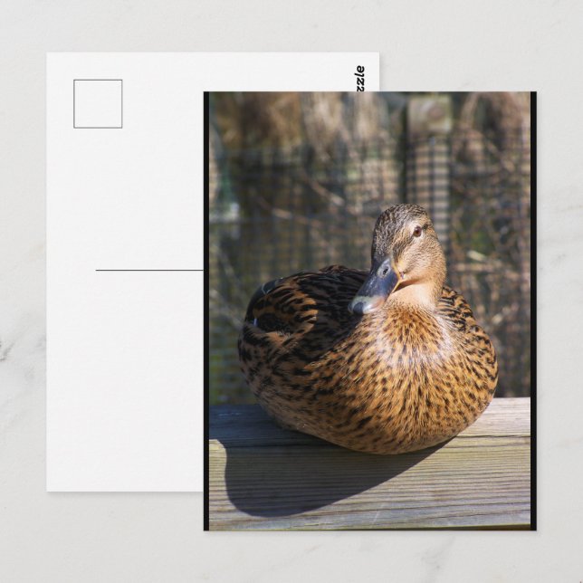 Carte Postale La Beauté de la Promenade (Devant / Derrière)