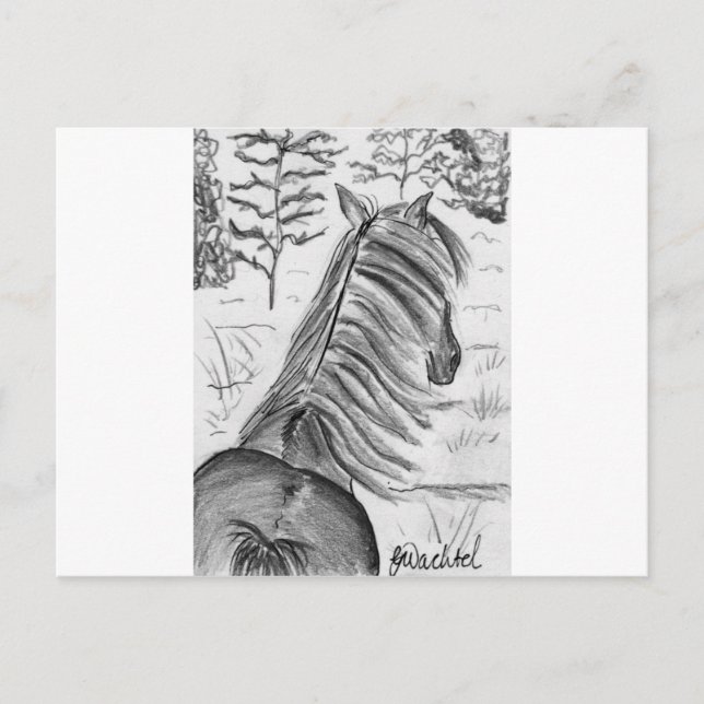 Carte Postale La beauté des chevaux n° 1 (Devant)