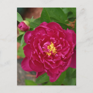 Carte Postale La Beauté Du Printemps