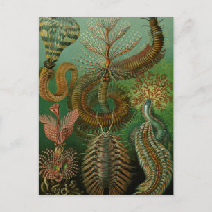 Carte Postale La Chaetopode de Haeckel