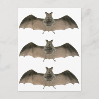 Carte Postale la chauve-souris