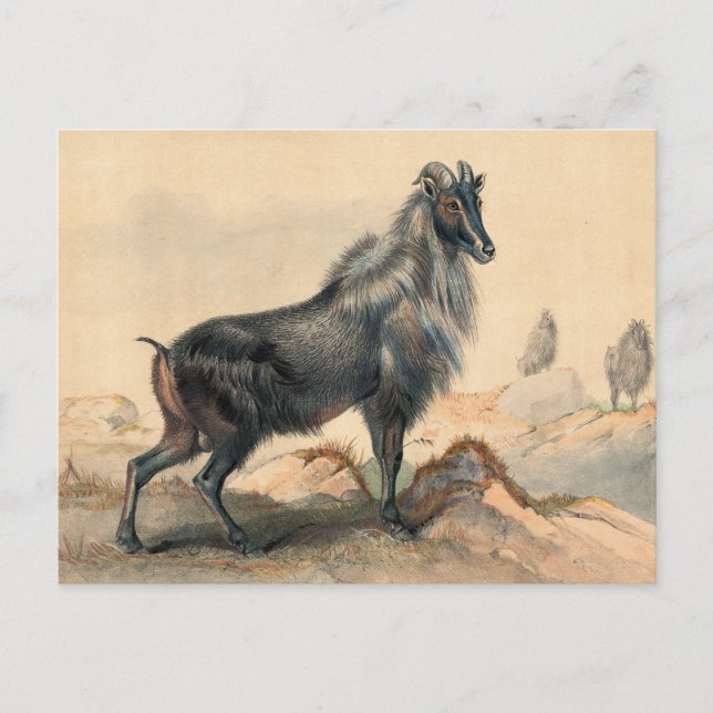 Carte Postale La chèvre de Thar par Joseph Wolf (Devant)