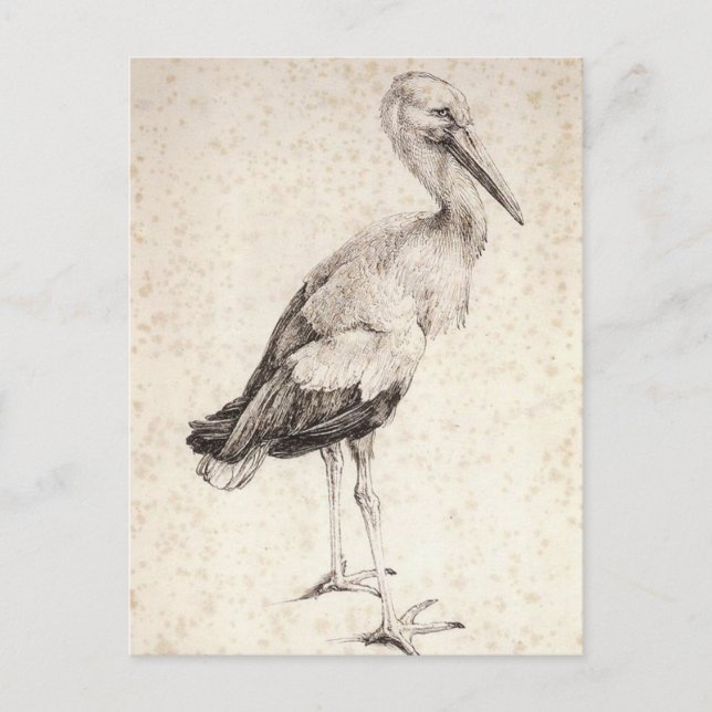 Carte Postale La cigogne par Albrecht Durer (Devant)