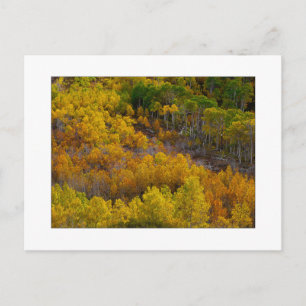 Carte Postale "La colline de l'arbre d'Aspen"