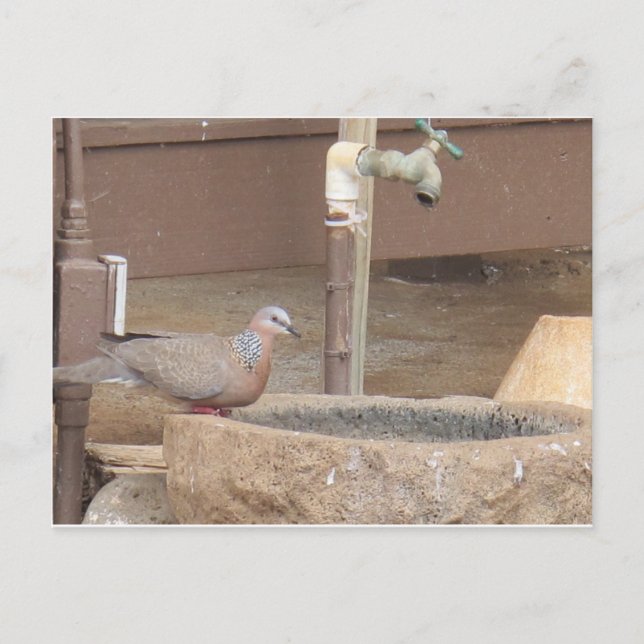 Carte Postale La colombe à la fontaine (Devant)