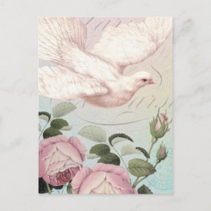 Carte Postale La colombe blanche et les roses roses roses