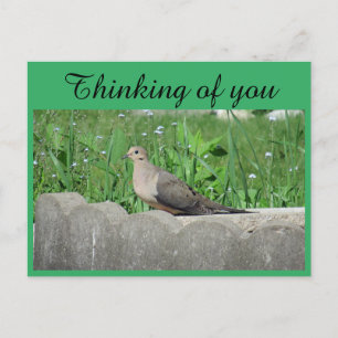 Carte Postale La colombe dans le jardin photo de vous