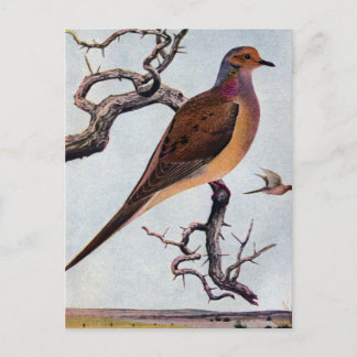 Carte Postale La colombe en deuil