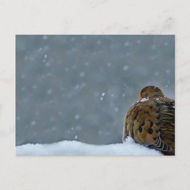 Carte Postale La colombe en deuil (Devant)