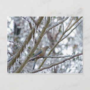 Carte Postale La colombe en deuil