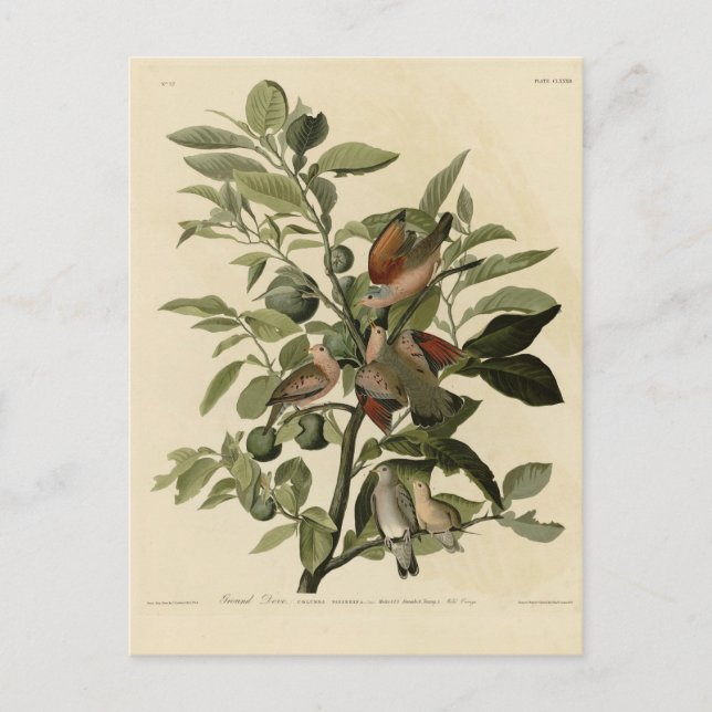 Carte Postale La colombe terrestre commune des oiseaux d'Amériqu (Devant)