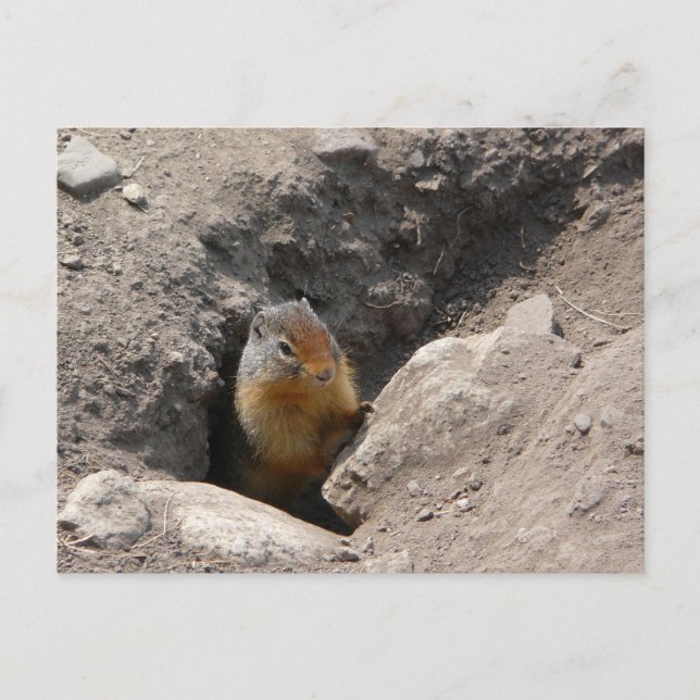 Carte Postale La créature des rongeurs émerge (Devant)