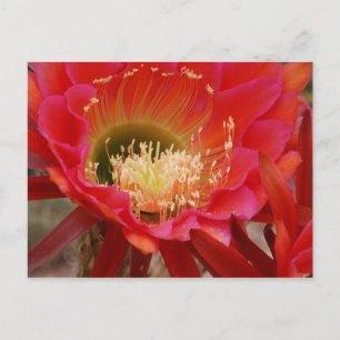 Carte Postale La danse de la nature