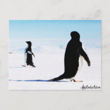 La danseuse et amie Adélie Penguin