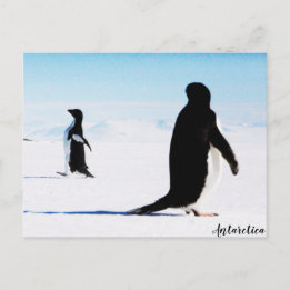 Carte Postale La danseuse et amie Adélie Penguin