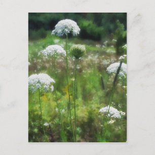 Carte Postale La dentelle 2 de la reine Anne