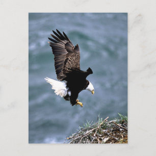 Carte Postale La faune de l'Alaska