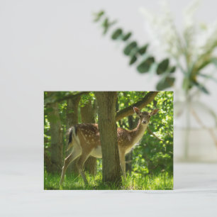 Carte Postale La faune Le cerf en jachère dans la forêt parmi le