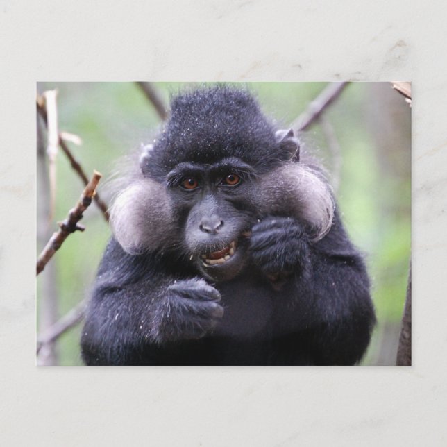 Carte Postale La faune mignonne (Devant)