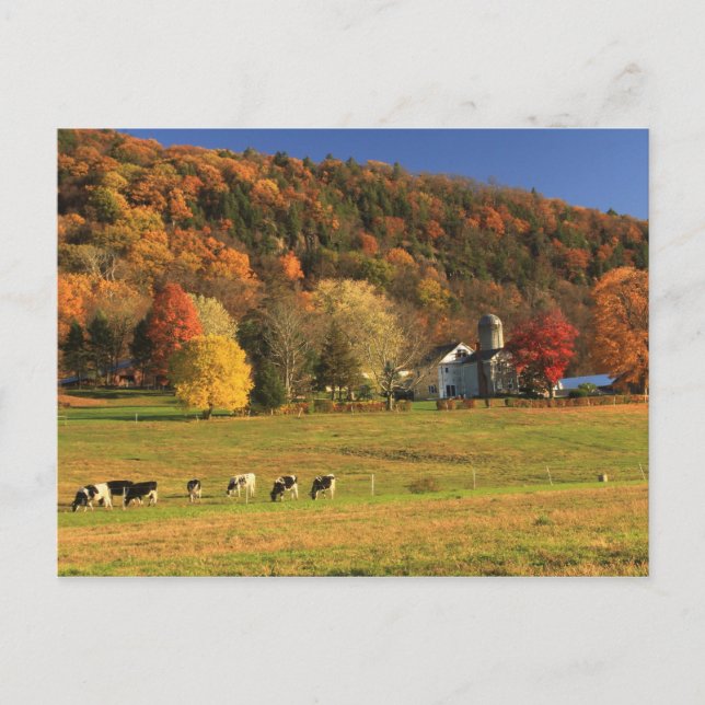 Carte Postale La ferme du Mont Holyoke à l'automne (Devant)