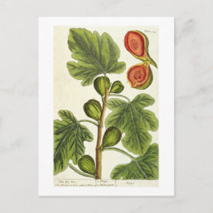 Carte Postale La Fig Tree, plate 125 from 'A Curious Herbal', p
