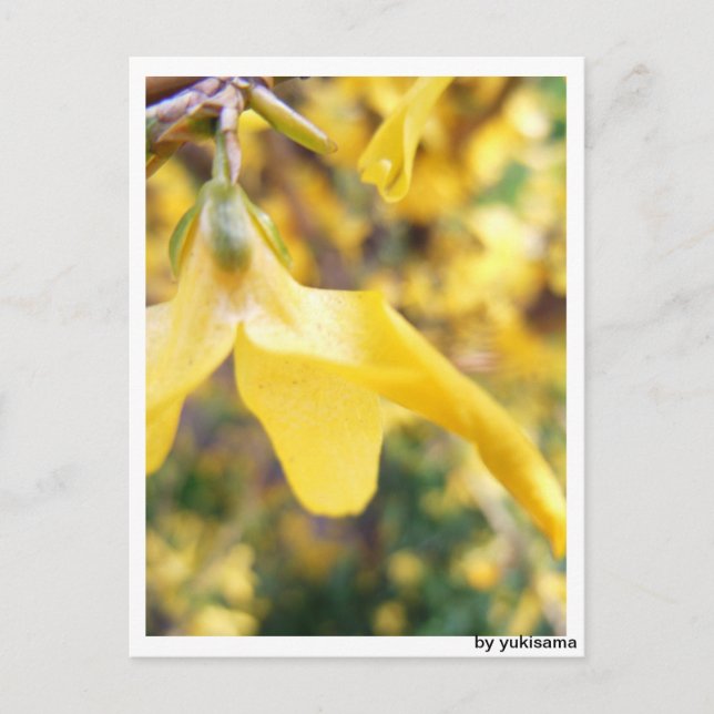 Carte Postale La Fleur de Belbe (Devant)