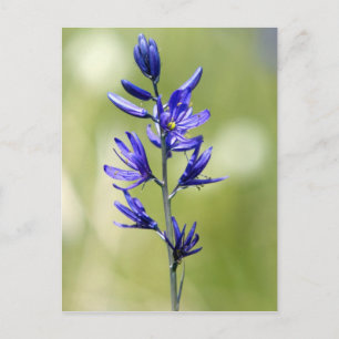 Carte Postale La fleur d'un lis camas dans le comté de Valley,