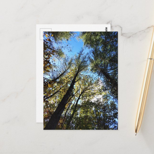 Carte Postale La forêt d'automne (Devant/Arrière en situation)