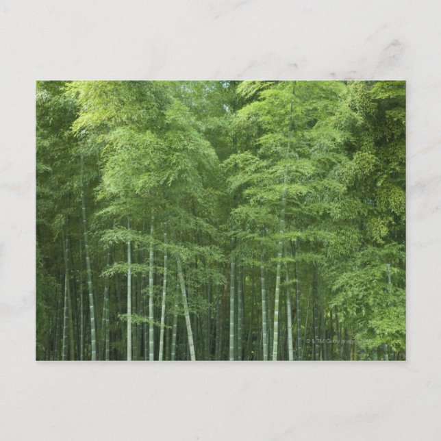 Carte Postale La forêt de Bamboo (Devant)