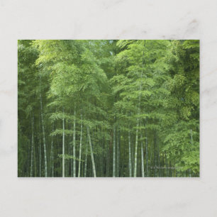 Carte Postale La forêt de Bamboo