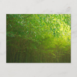 Carte Postale La forêt de Bambou
